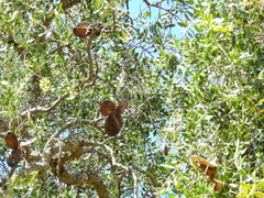 Aspidosperma quebracho-blanco
