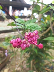 Rodriguezia lanceolata