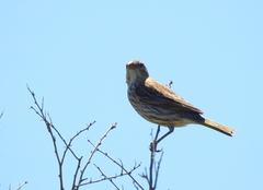 Sicalis
