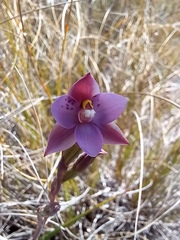 Thelymitra nervosa
