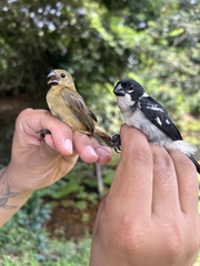 Sporophila americana