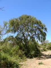 Aspidosperma quebracho-blanco