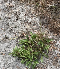 Penstemon multiflorus