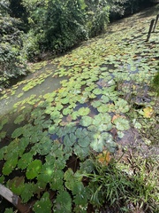 Nymphaea