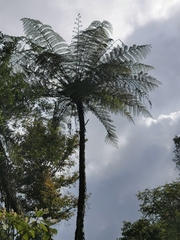 Sphaeropteris lepifera