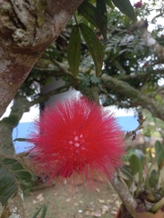 Calliandra haematocephala