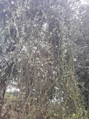 Balanites aegyptiaca