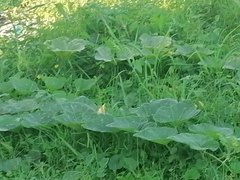 Cucurbita