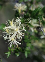 Clematis pauciflora