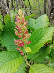 Megaskepasma