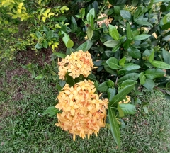 Ixora coccinea