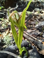 Pterostylis irsoniana