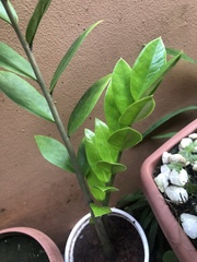 Zamioculcas