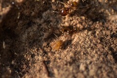 Myrmecophilus myrmecophilus