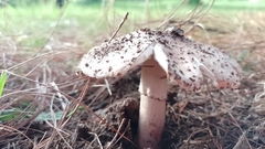 Amanita brunneolocularis