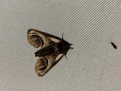 Paectes oculatrix