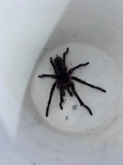 Acanthoscurria