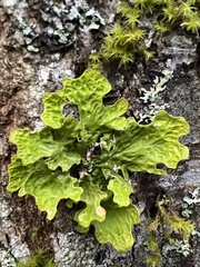 Lobaria