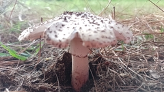 Amanita brunneolocularis