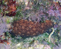 Holothuria sanctori