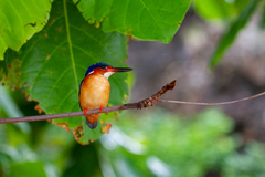 Corythornis vintsioides