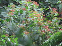Hamelia patens