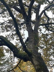 Quercus garryana