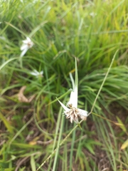 Rhynchospora nervosa