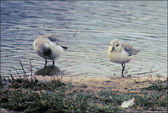 Calidris alba