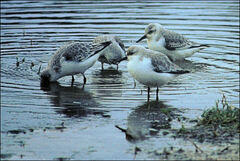 Calidris alba