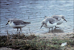 Calidris alba