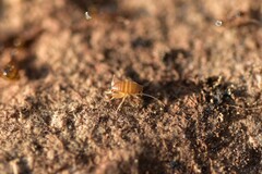 Myrmecophilus myrmecophilus