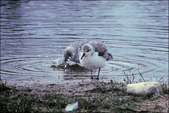 Calidris alba