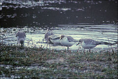 Calidris alba