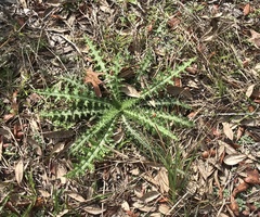Cirsium horridulum