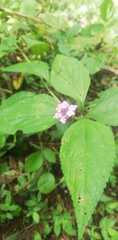 Lantana rugosa