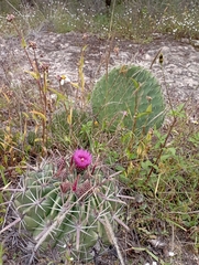 Ferocactus recurvus