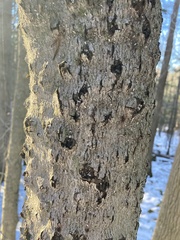 Cryptococcus fagisuga