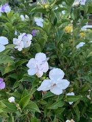 Brunfelsia