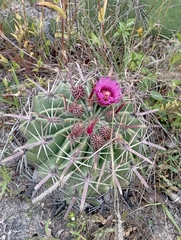 Ferocactus recurvus