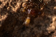 Myrmecophilus myrmecophilus
