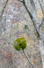 Phoradendron leucarpum