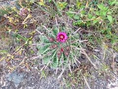 Ferocactus recurvus