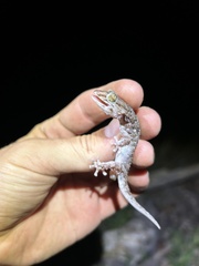 Chondrodactylus turneri