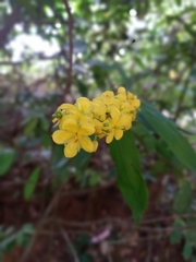 Cassia fistula