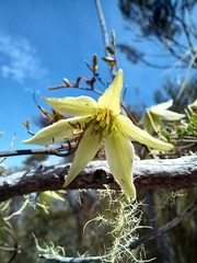 Clematis forsteri