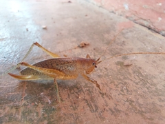 Thamnobates subfalcata
