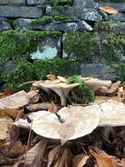 Infundibulicybe geotropa