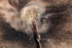 Pennella balaenoptera