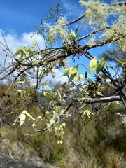Clematis forsteri